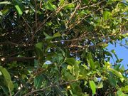 ���݂���̐_�A�T�M�̓��e�ʐ^1