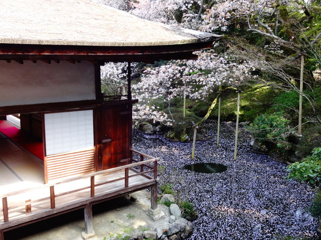 愛用 滋賀 園城寺円満院門跡 祐常 毎年花盛 肉筆掛軸 応挙のパトロン 