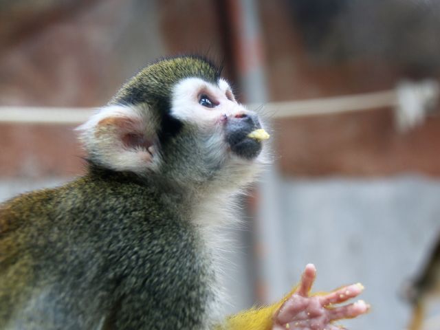 ���X����_�~�R������