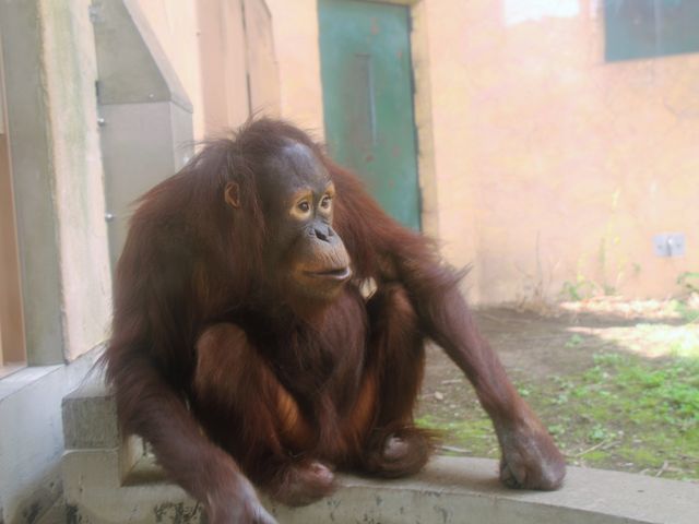 �I�����E�[�^���̃n���g_�~�R������