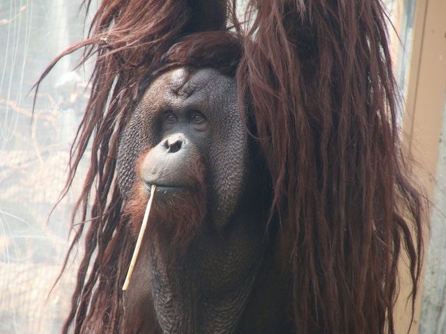 ���b�v�݂����i�΁j_�~�R������