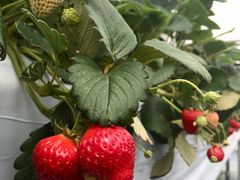 Ƃ݁[̃x[YVbvւ̓eʐ^1