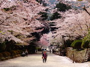 ���ǁ[����̎O�䎛�̍��̓��e�ʐ^1