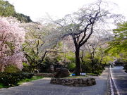 ���ǁ[����̒��������̍��̓��e�ʐ^1