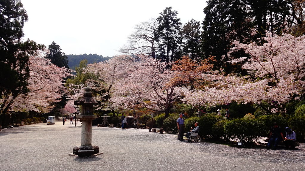 三井寺の桜 アクセス 営業時間 料金情報 じゃらんnet