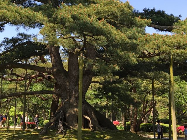 �召�̍�������オ�����p�����͂�����܂����A_�����̏��i���Z���j