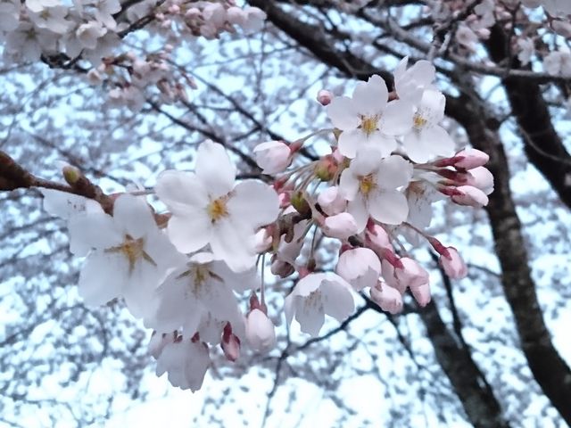 �����̍�_�Ēn������L�����v��