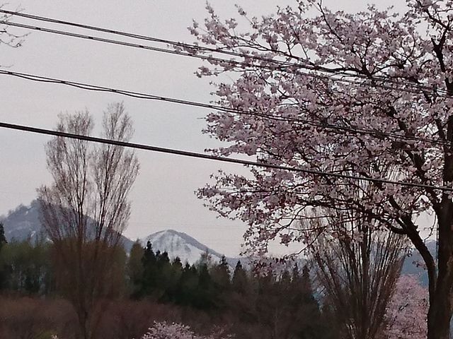 �I�A�V�X�ق��猩����{��_�яH�Ή���@�������