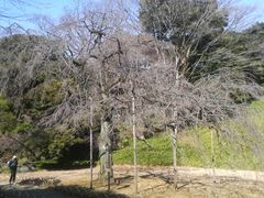 ���Ƃ��񂳂�̌�y���̃V�_���U�N���ւ̓��e�ʐ^1