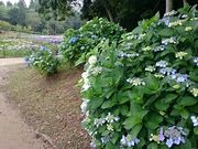 �X�k�v����̂Ƃ�������^�A�W�T�C�̓��e�ʐ^1