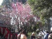 Ƃ񂳂̖k_ЁiV_j̍g~̓eʐ^3