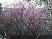 Ƃ񂳂̖k_ЁiV_j̍g~̓eʐ^4