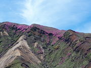 JgÄhR̃~}LV}̓eʐ^1