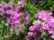 JgÄhR̃~}LV}̓eʐ^2