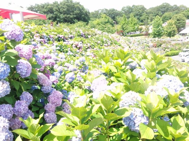 ̃AWTC_̉wƂ̋EHg쑍