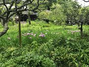 ߂̂̓c̃niVEu̓eʐ^2