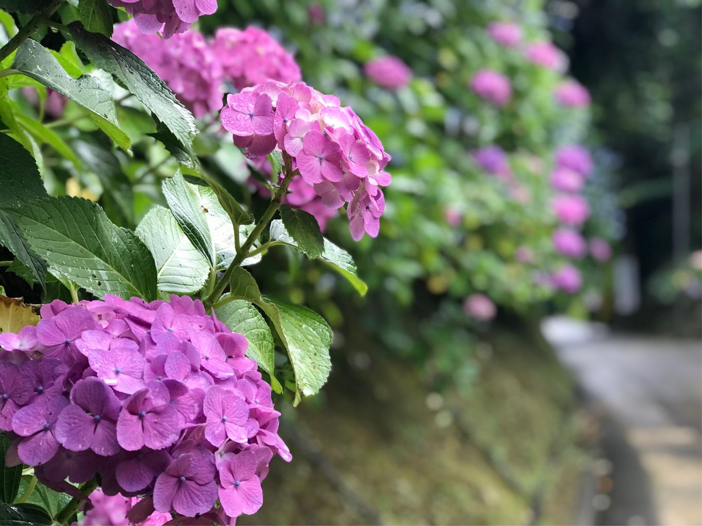 亀ケ谷坂・仮粧坂