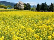 񂳂̖򉷐򑺂̍؂̉Ԃ̓eʐ^2