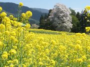 񂳂̖򉷐򑺂̍؂̉Ԃ̓eʐ^4