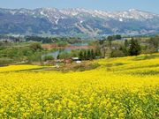 񂳂̖򉷐򑺂̍؂̉Ԃ̓eʐ^5