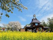 񂳂̍؂̉Ԍ̍؂̉Ԃ̓eʐ^1