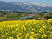 񂳂̍؂̉Ԍ̍؂̉Ԃ̓eʐ^10