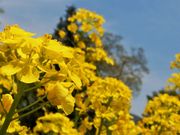 񂳂̍؂̉Ԍ̍؂̉Ԃ̓eʐ^9