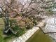 HIKO2さんの九華公園の桜・つつじ・花菖蒲の投稿写真1