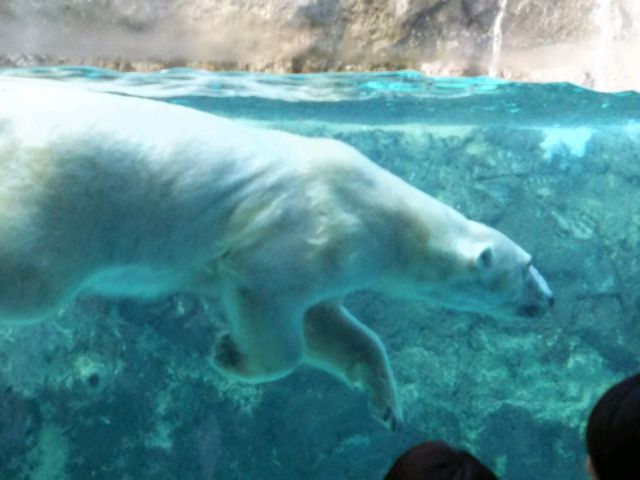 �V���N�}�̃��O���O�^�C��_���R������