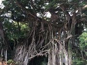 Kق񂳂̒ԃKW}̓eʐ^1