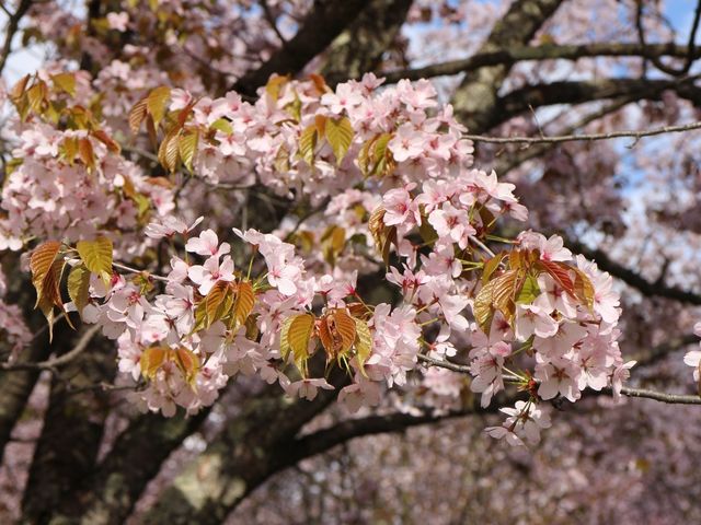 AbvŎBe_쒬LgEVXьƑ