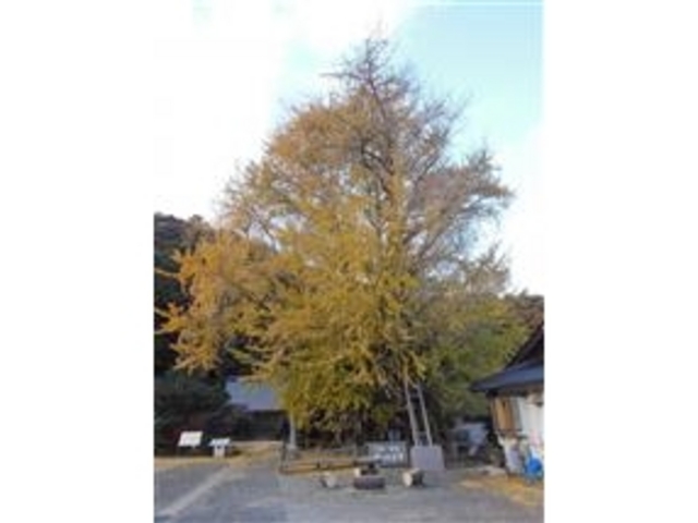 �Ðh�F����̋Ղ̑��ǂ̓��e�ʐ^1