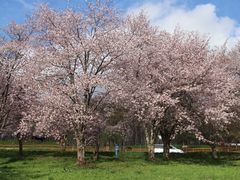 ��������񂳂�̓��쒬�L�g�E�V�X�ь����Ƒ����ւ̓��e�ʐ^1