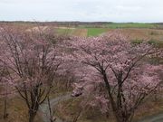 ��������񂳂�̐[�R���W�]��̓��e�ʐ^2