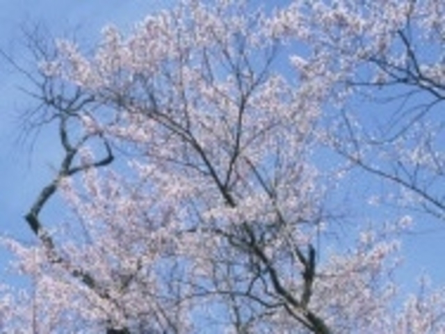 �A�N�Z���[���J�C����̓��H�̍��̓��e�ʐ^1