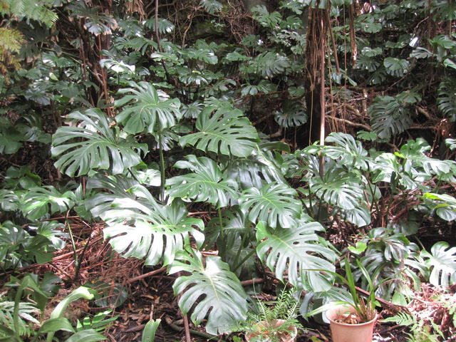 �����X�e��_���v���t���[�c�K�[�f���i�p�p�C���̗��j