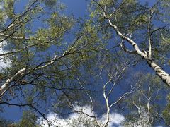 ܂񂳂̔䍂Rւ̓eʐ^1