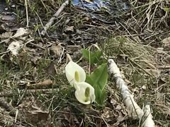 ܂񂳂̔䍂Rւ̓eʐ^4