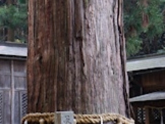 アクセルゼンカイさんの日枝神社の大杉への投稿写真1