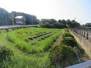 Ԃ񂳂݂̂₱LÉԏҊ̓eʐ^2