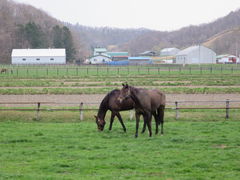 競走馬の放牧 競走馬の放牧の口コミ じゃらんnet