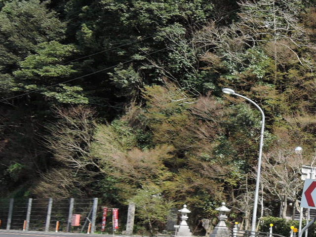 kazu����̌����_�Ђ̒g�n�������т̓��e�ʐ^1