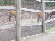 kazũtbgpX@1TR[X̓eʐ^1