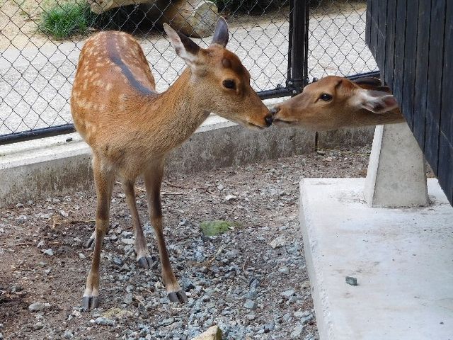 �قق��܂����`_�\�F�_��