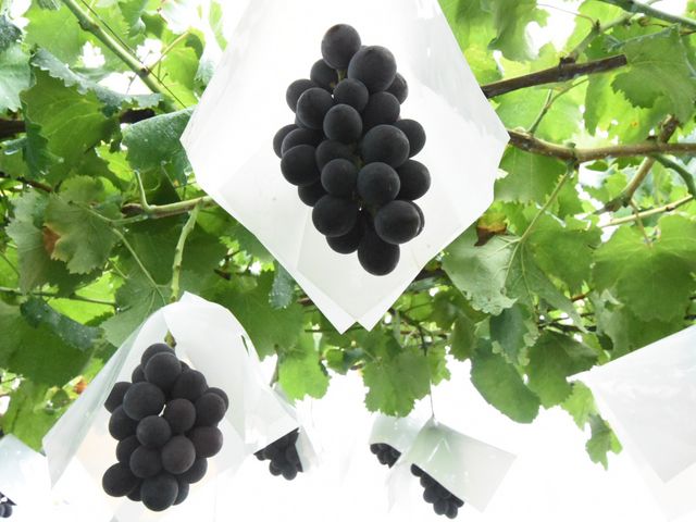 �H�ׂ���̋��􂪂�������I_�����_��