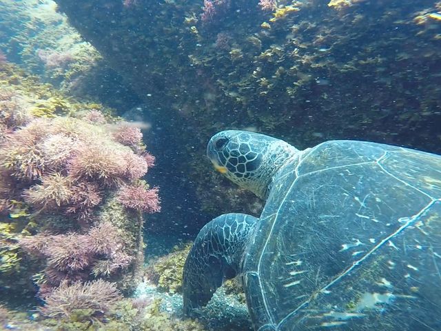 �Ƃ��Ă��߂��ŃE���K���ɉ�܂����I_���䓇�_�C�r���O�V���b�v�A���x�X�N