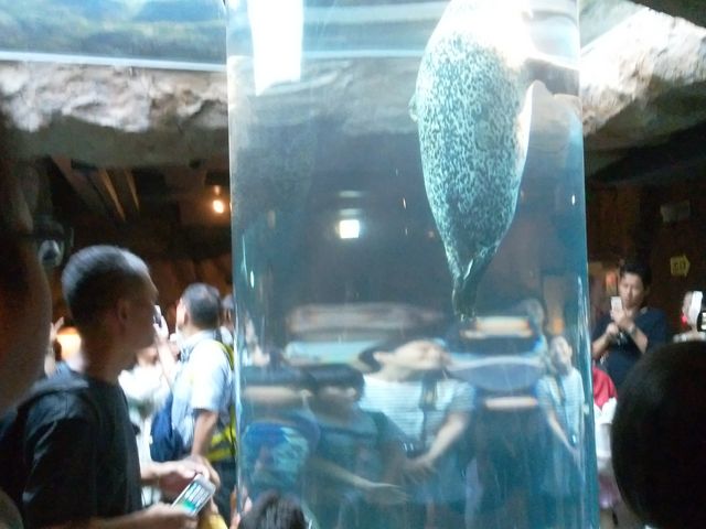 �A�U���V�ł�_���R������