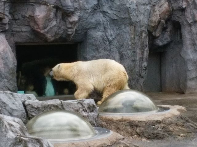 �������k�C���B�k�ɃO�}�ł�_���R������