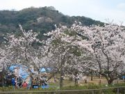 �����̂�������̖��R�����̍��̓��e�ʐ^1