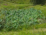 TrL̈ːKՂ̘@̉Ԃ̓eʐ^2